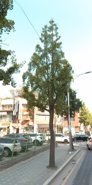 tree photo
