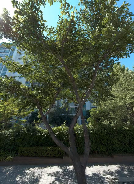 tree photo