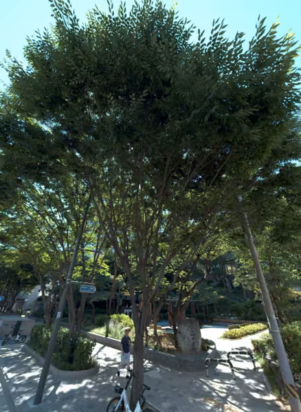 tree photo