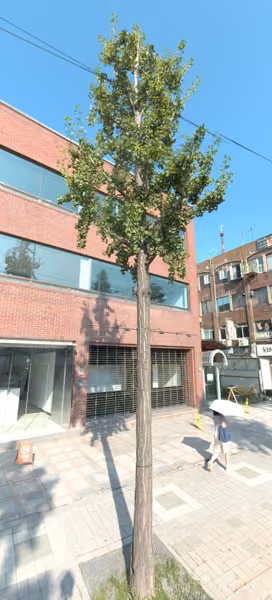 tree photo