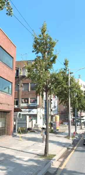 tree photo