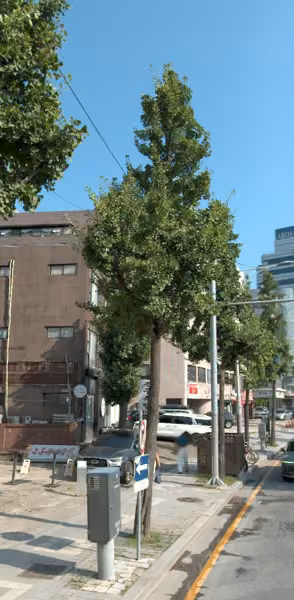 tree photo