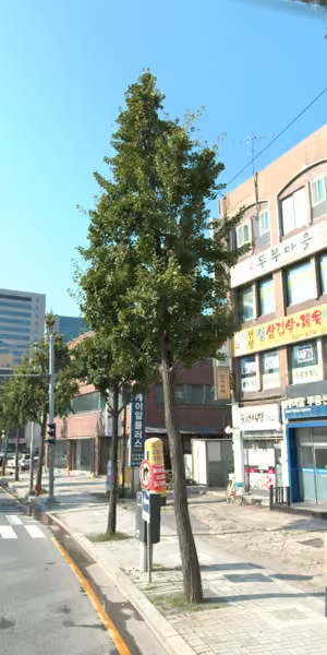 tree photo