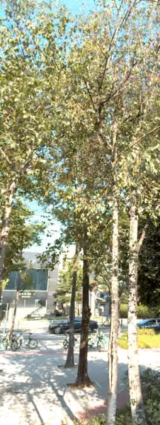 tree photo