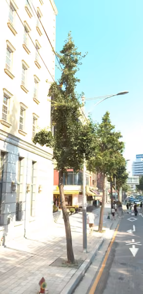 tree photo