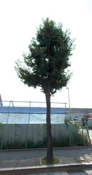 tree photo
