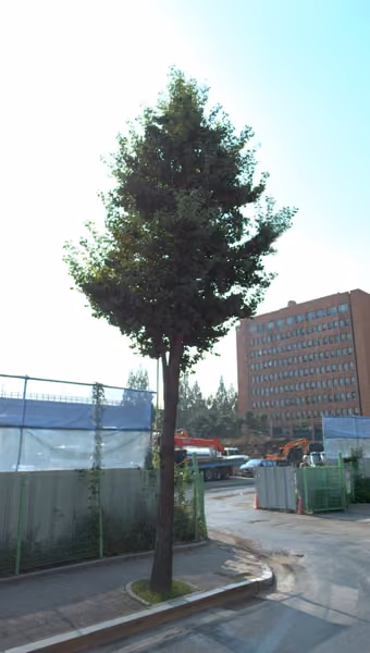 tree photo