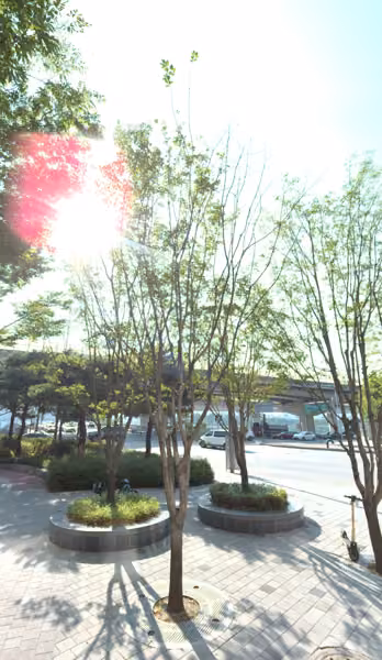 tree photo