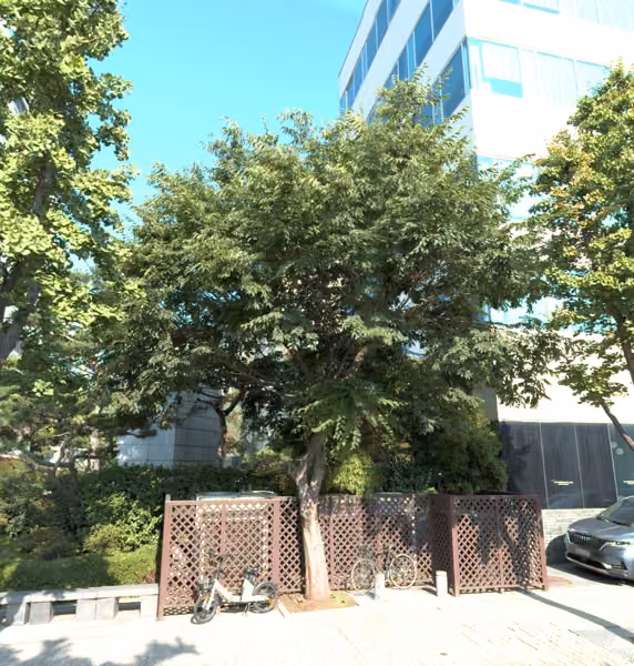 tree photo