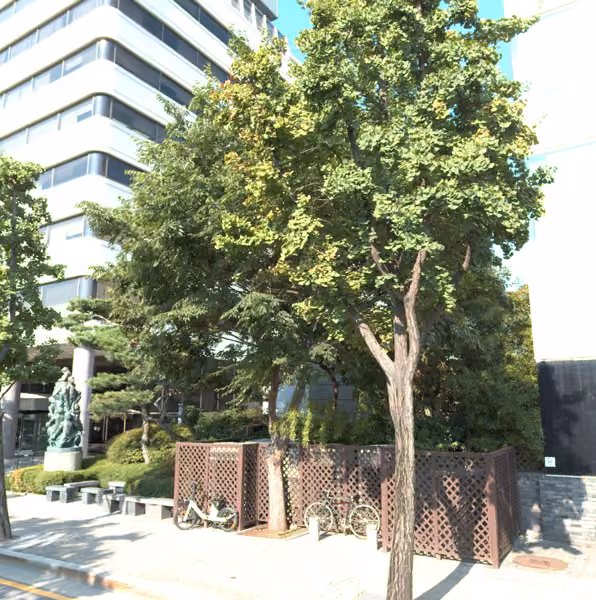 tree photo