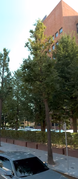 tree photo