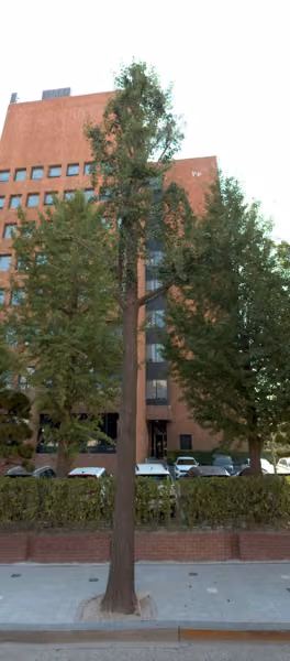tree photo