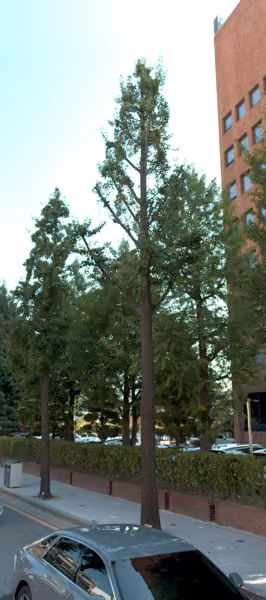tree photo