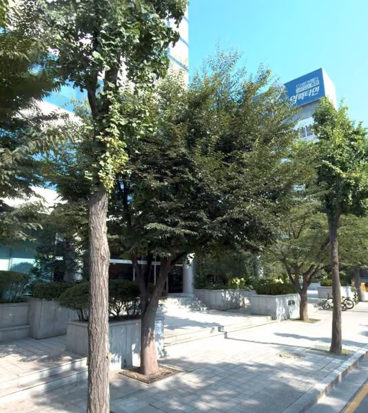 tree photo