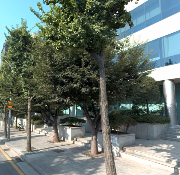 tree photo