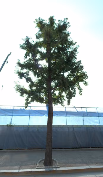 tree photo