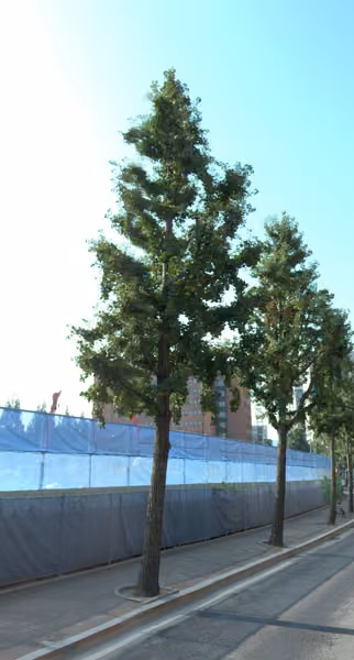 tree photo