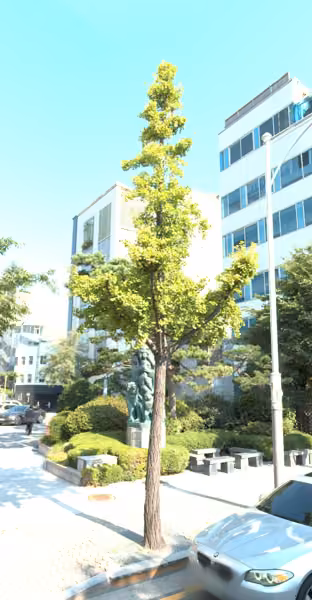 tree photo