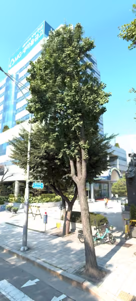 tree photo