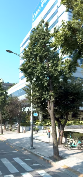 tree photo