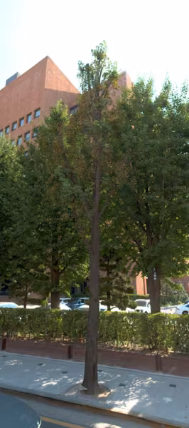 tree photo