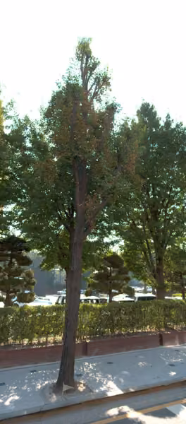 tree photo