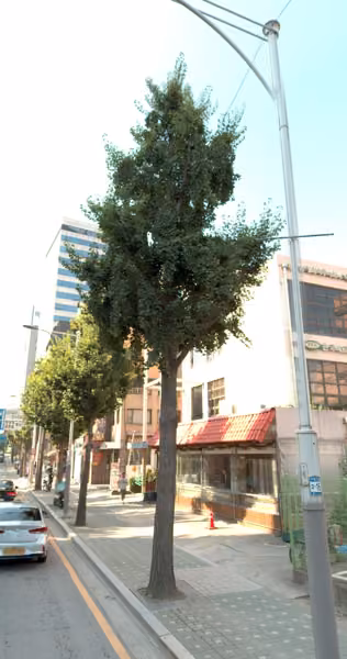 tree photo