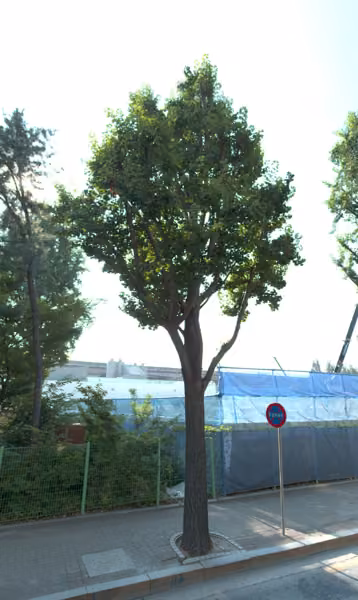 tree photo