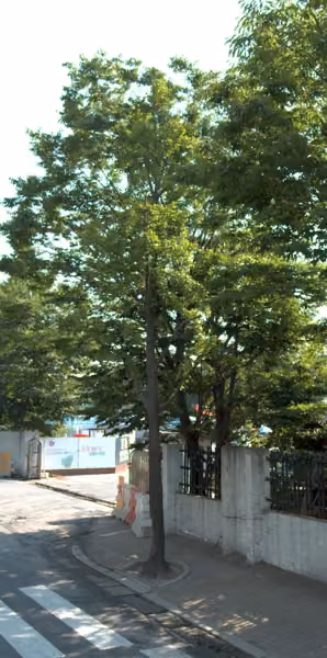 tree photo