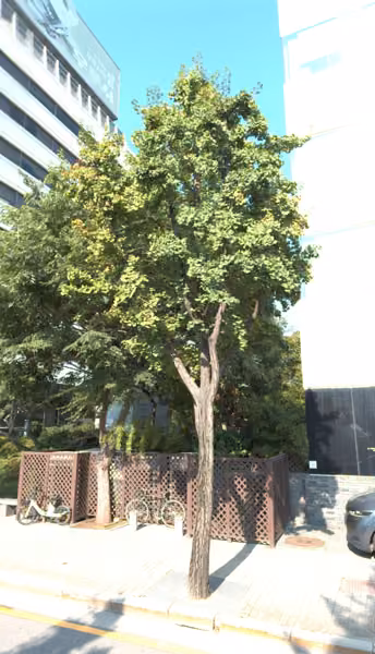 tree photo