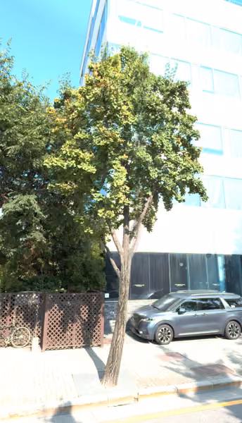 tree photo