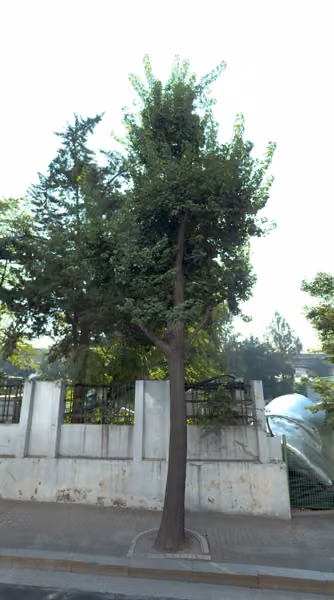 tree photo