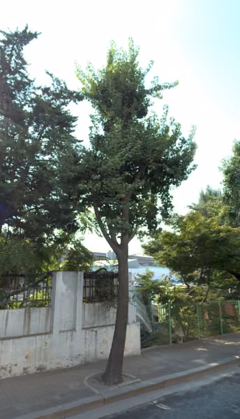 tree photo