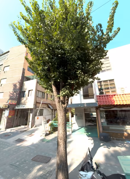 tree photo