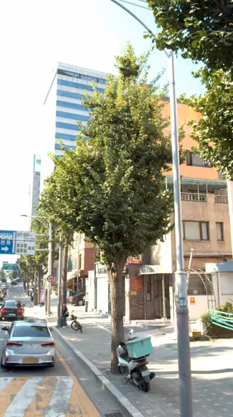 tree photo