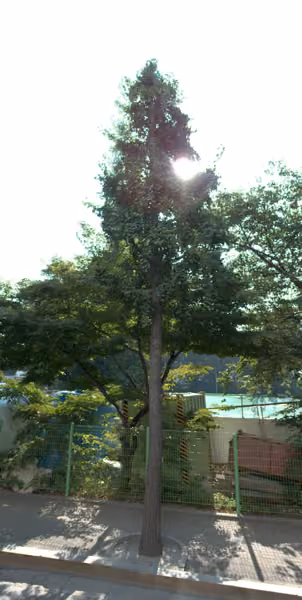 tree photo