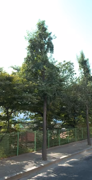 tree photo