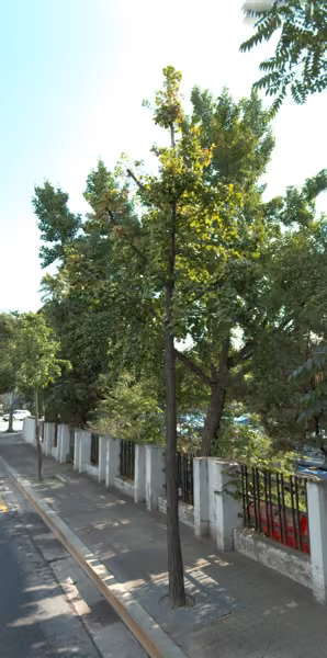 tree photo