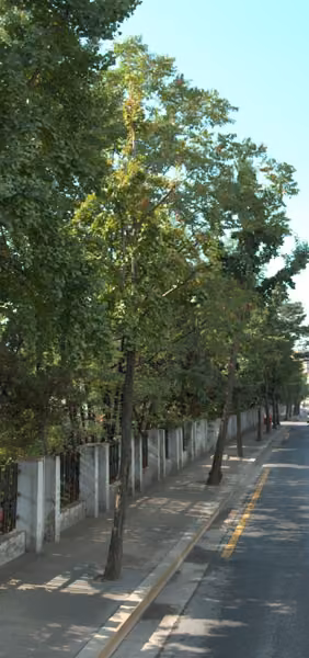 tree photo