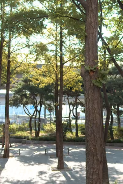 tree photo