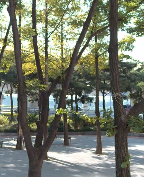 tree photo