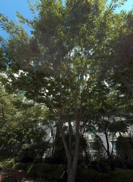 tree photo