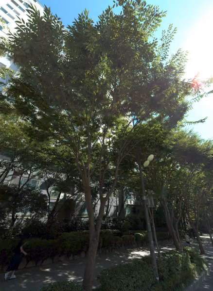 tree photo