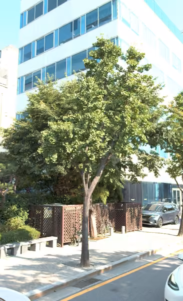tree photo