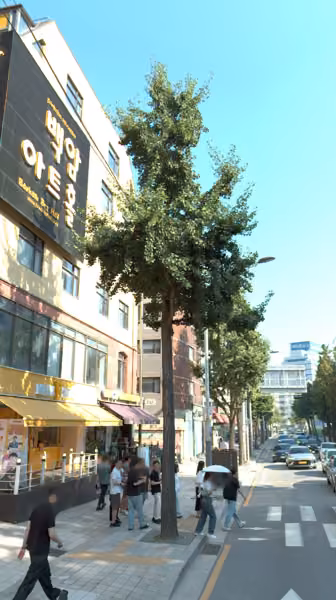 tree photo