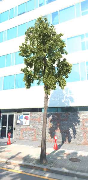 tree photo