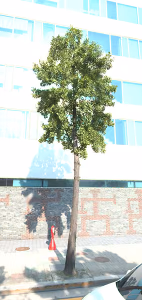 tree photo