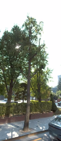 tree photo