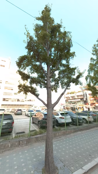 tree photo