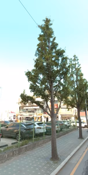 tree photo